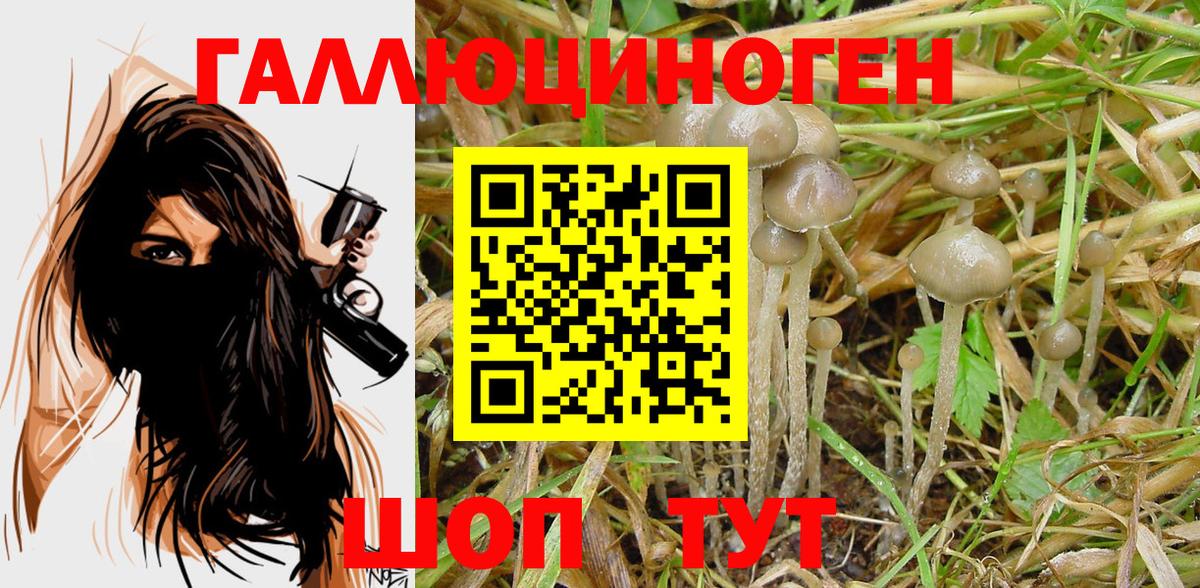 Саратов  закладки  Вход с VPN  Псилоцибиновые грибы Psilocybine cubensis  Галлюциногенные грибы Cubensis 