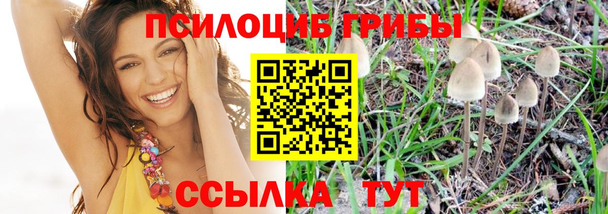 Псилоцибиновые грибы Psilocybe Саратов